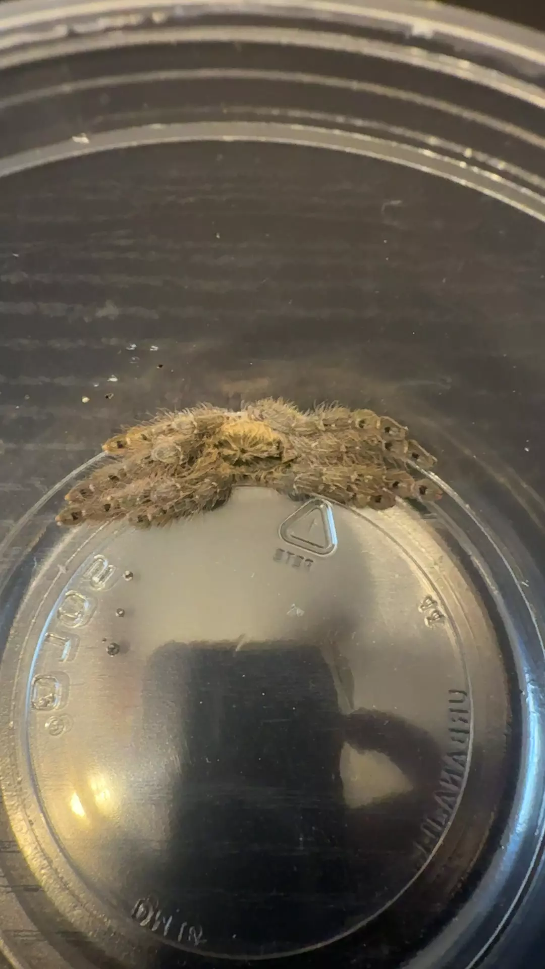 Ornamental baboon tarantula thumbnail