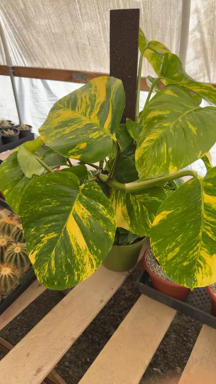 Hawaiian pothos thumbnail