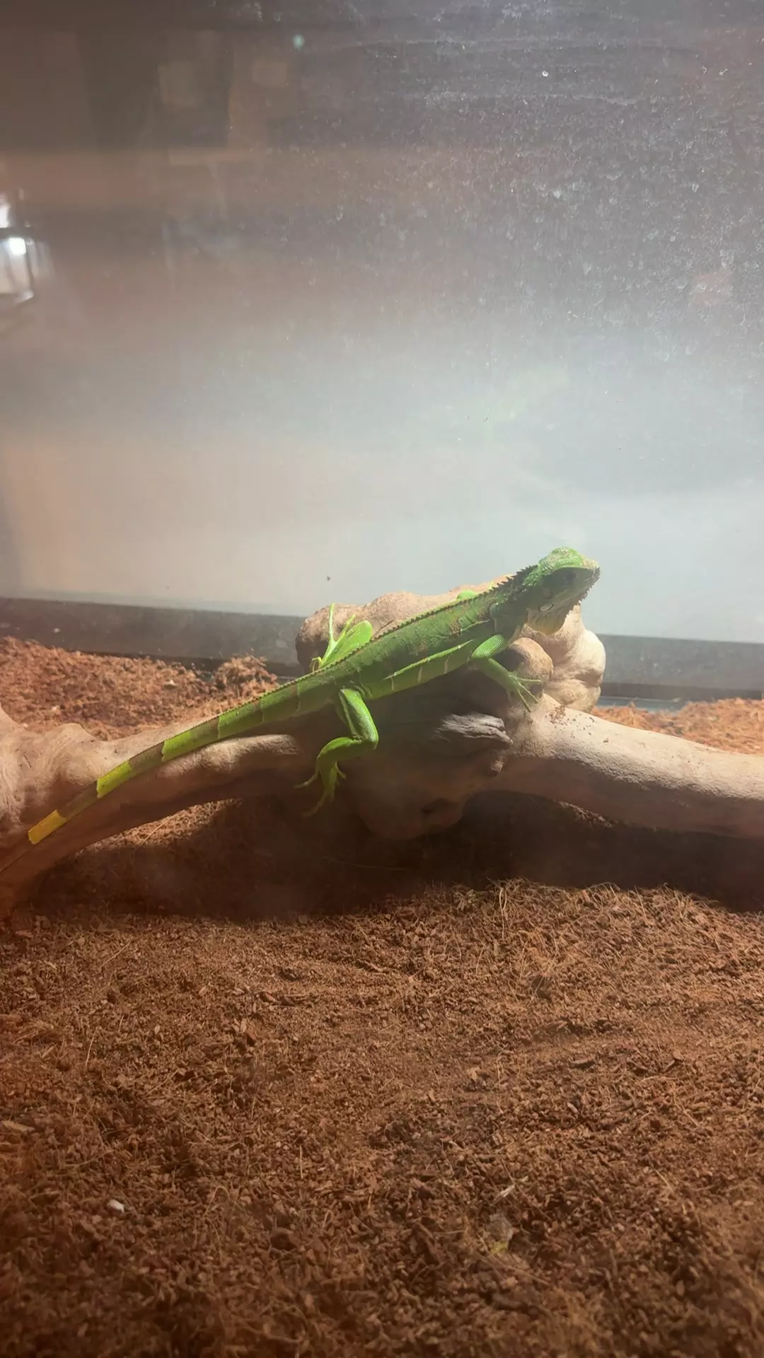 Green Iguana thumbnail