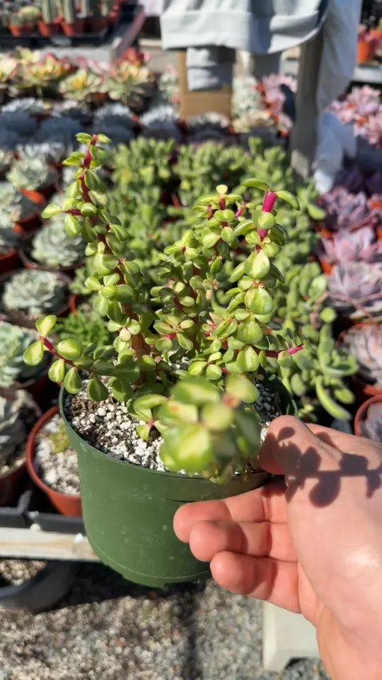 pink elephant bush thumbnail