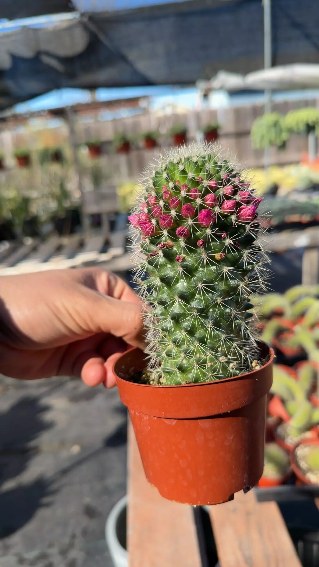 4” cactus thumbnail