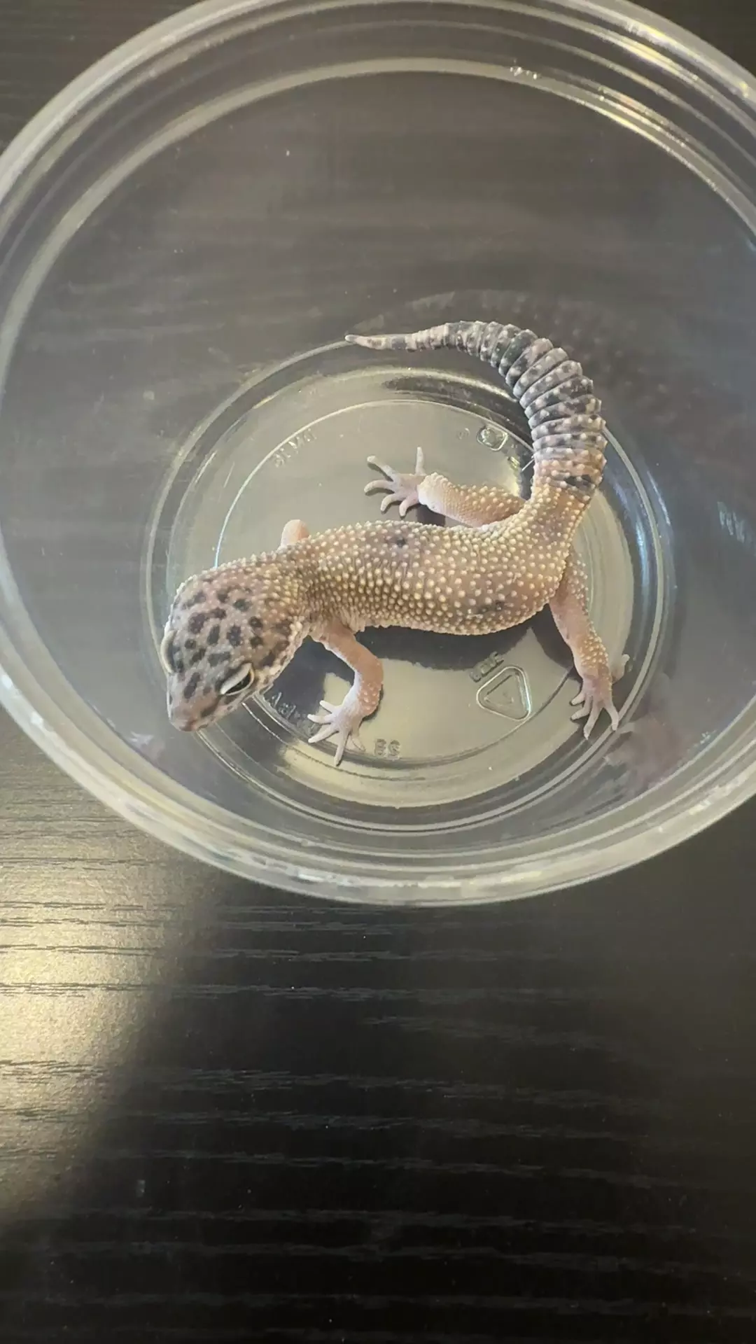 Hypo Carrot tail thumbnail