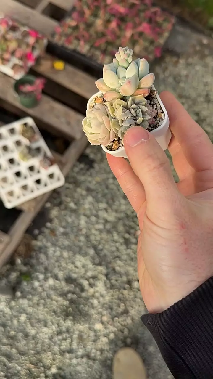 H216 - Pup Cup thumbnail