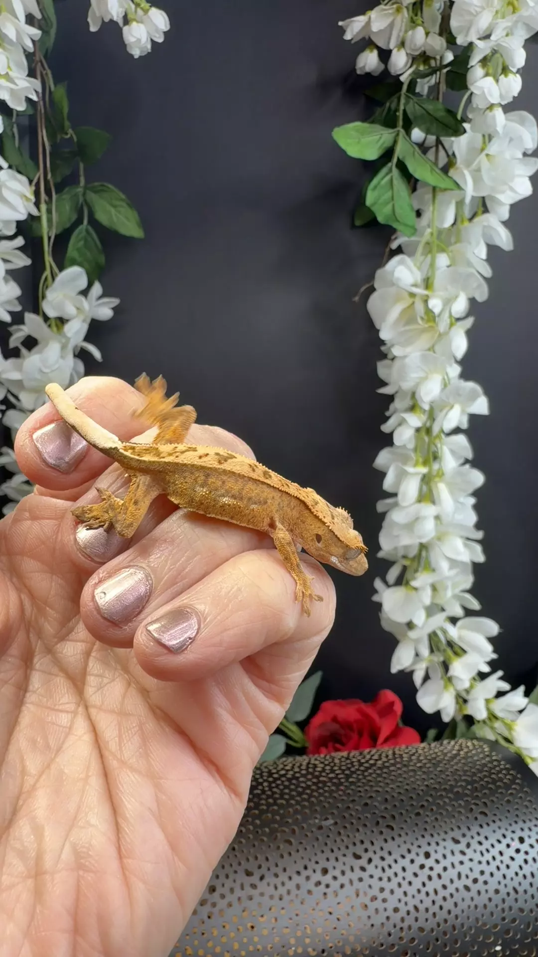 gecko king 4g 66% het ax thumbnail