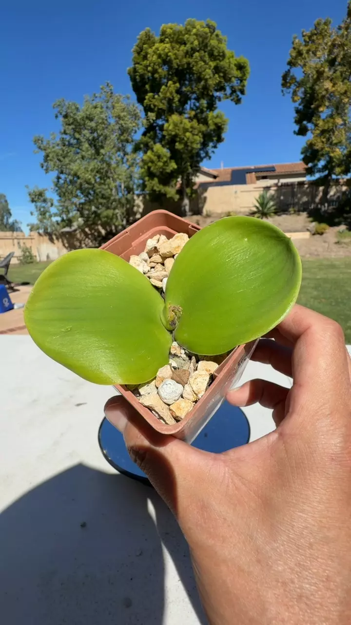 Massonia Vleesbai Large thumbnail