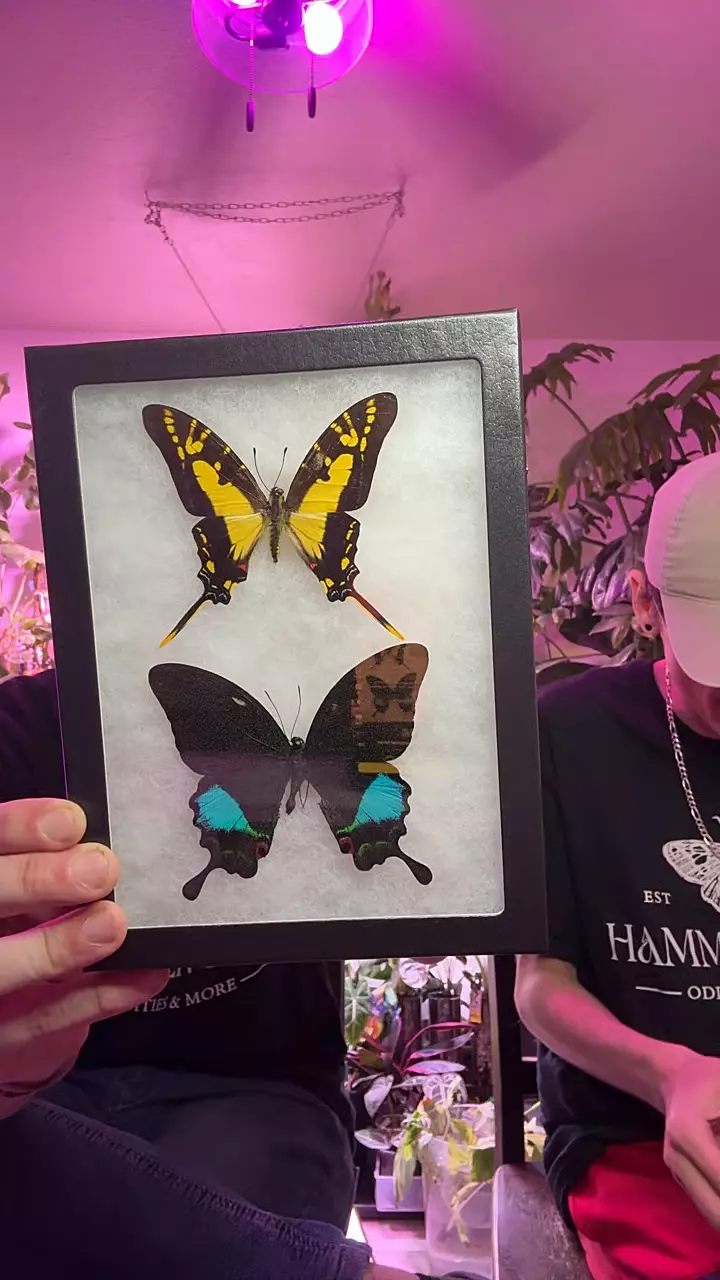 Papilio Eurytides Thyastes & Papilio Karna thumbnail