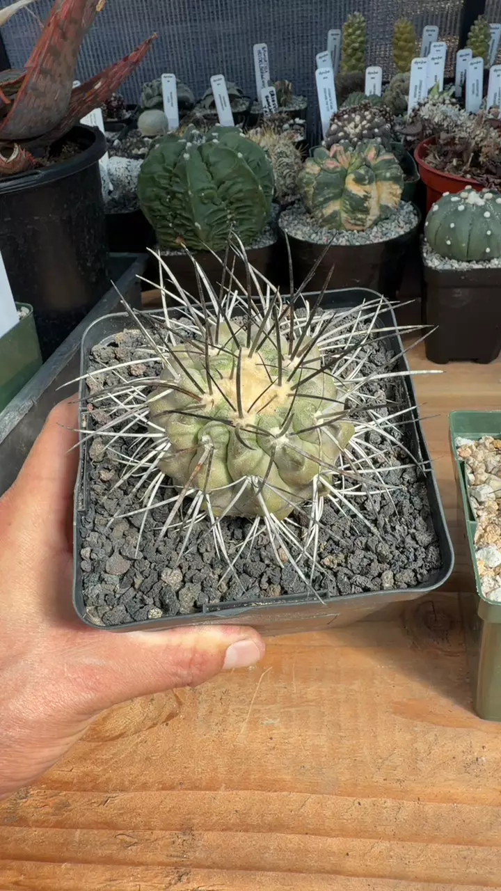 Super Huge Copiapoa Dealbata thumbnail