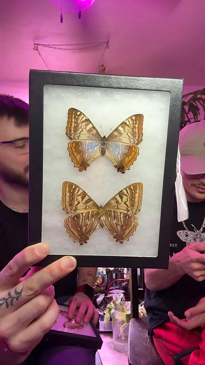 Female Morpho Sulki x2 thumbnail