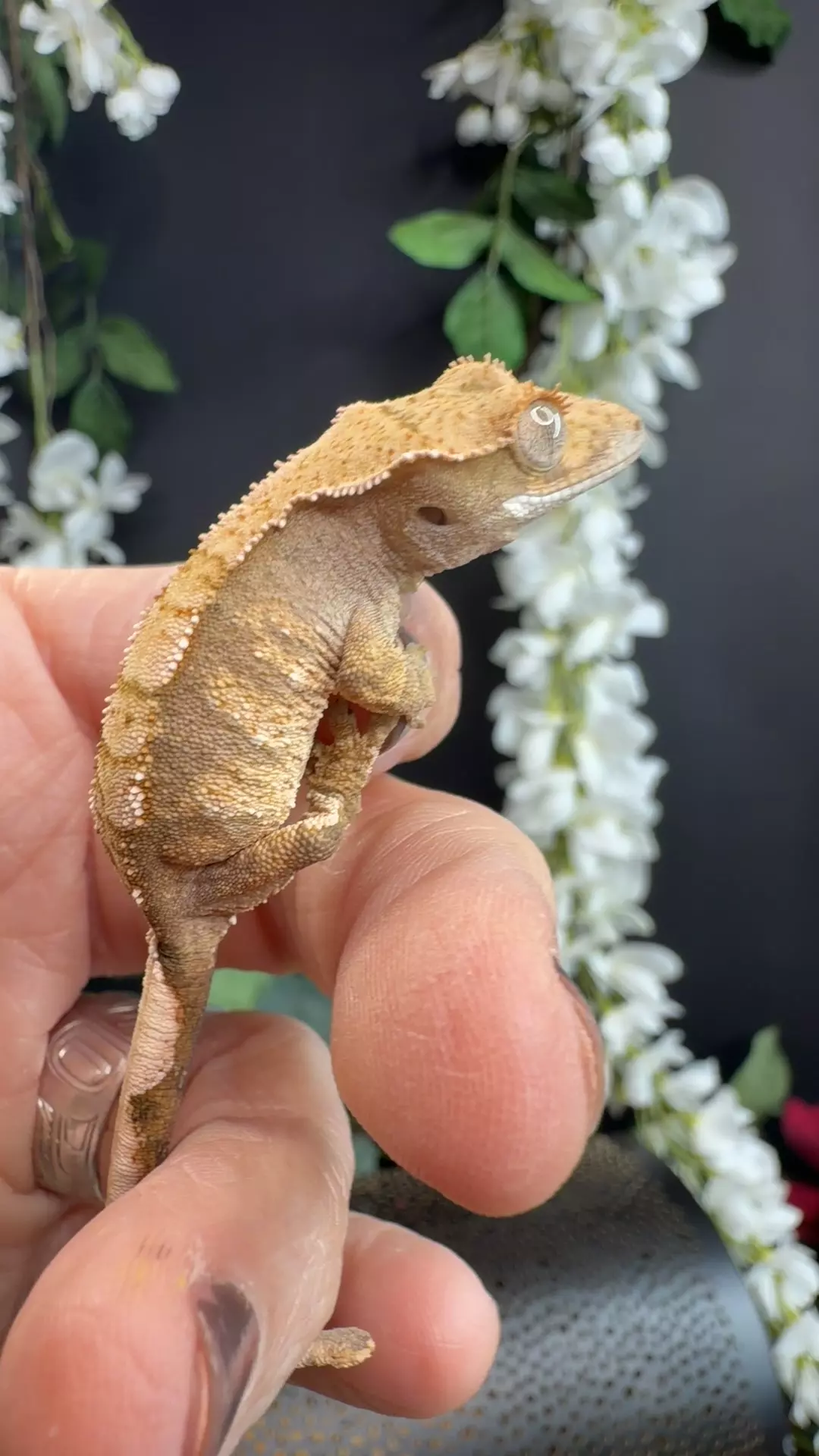 unsexed Tamarind gecko nerd x beatbox zero geckos thumbnail