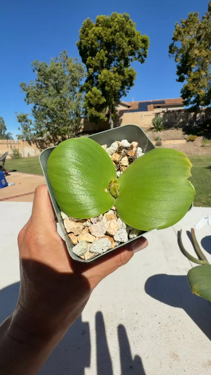 Massonia Vleesbai thumbnail