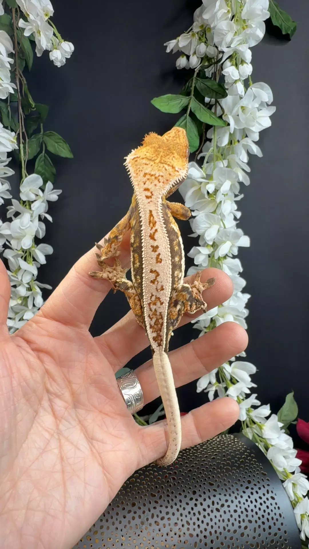 21g hidden valley geckos daybreak x twilight thumbnail