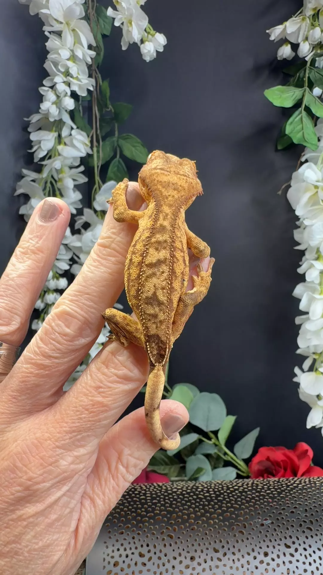 AJD reptiles yellow brindle 13g thumbnail