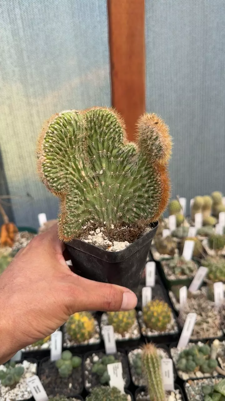 ECHINOPSIS SPACHIANUS CATCHERS MIT thumbnail