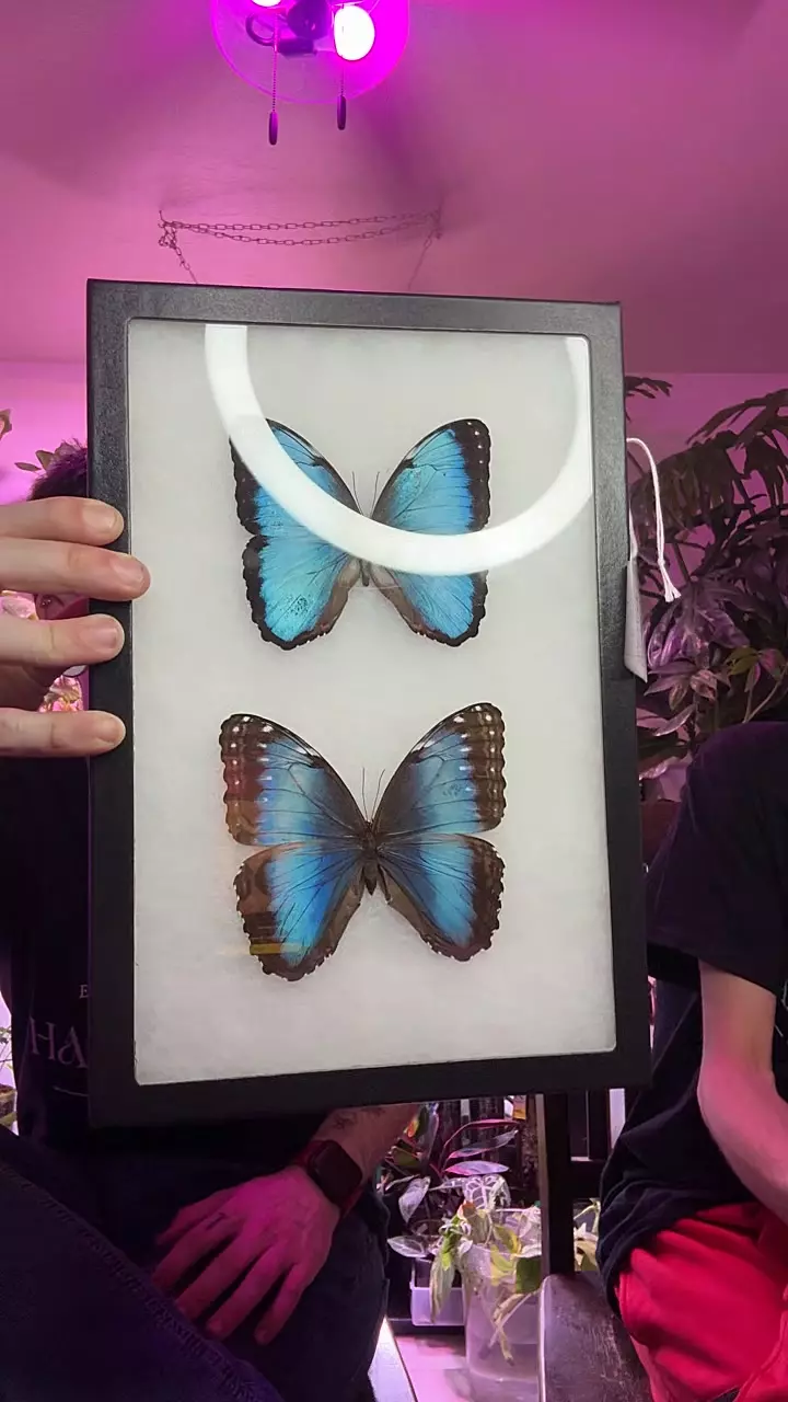 Blue Morpho Paleides (male&female) thumbnail