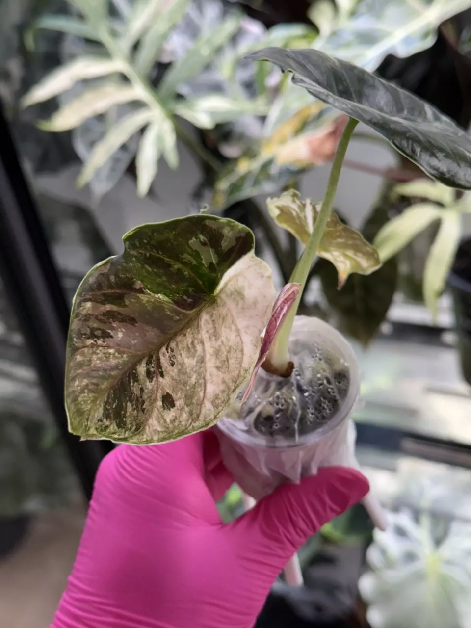 pink azlanii thumbnail