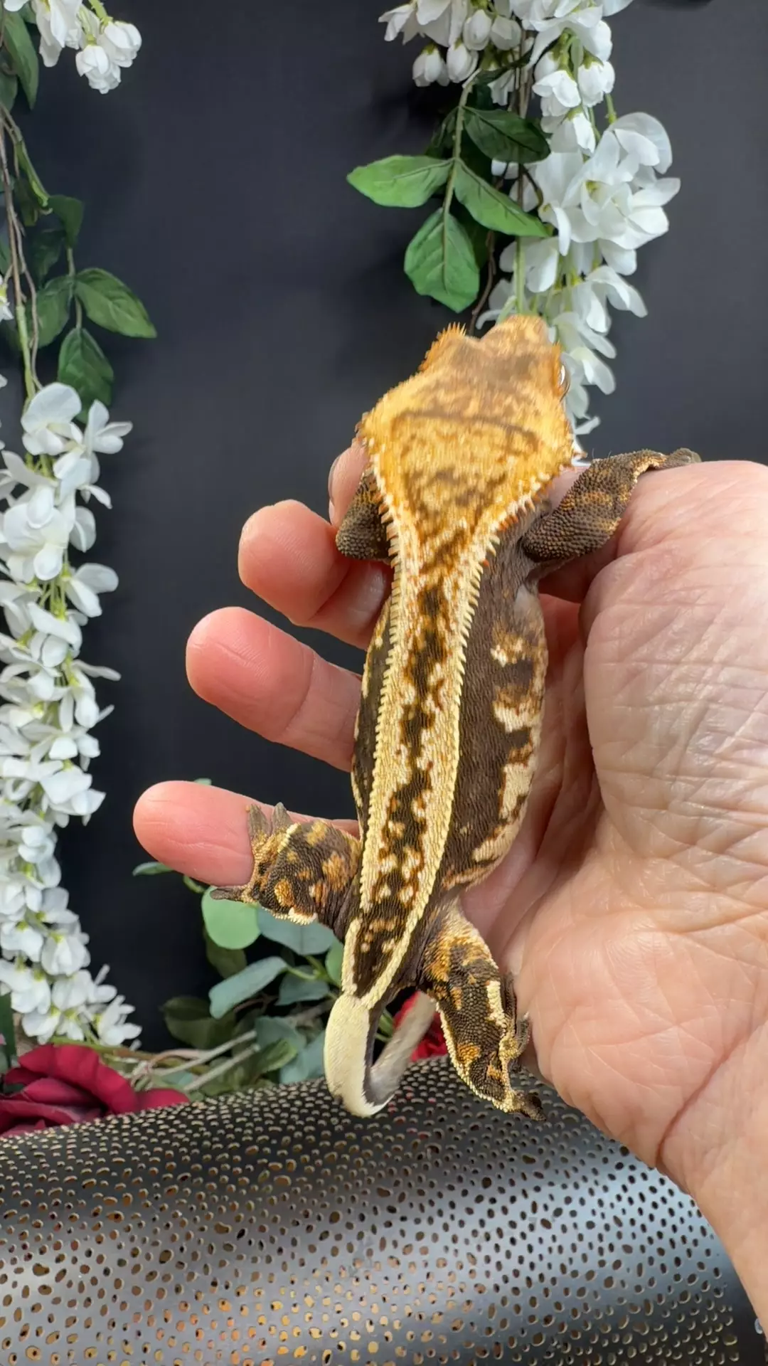 Rtb 40g whoos geckos het EB x superstripe thumbnail