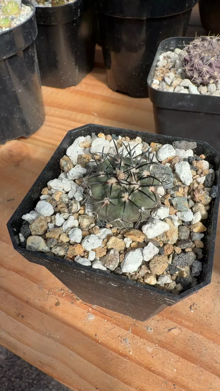 COPIAPOA HYBRID thumbnail