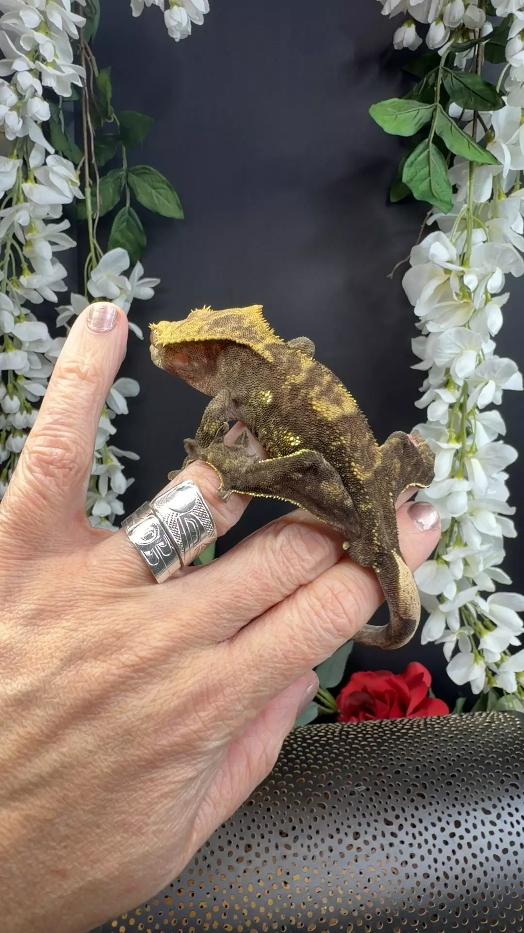 33g male Tara leigh brindle/tiger thumbnail