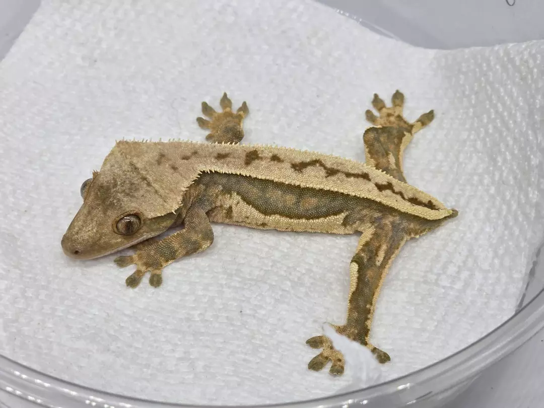 #12 Quadstripe (ZenGex x Crestopia) thumbnail