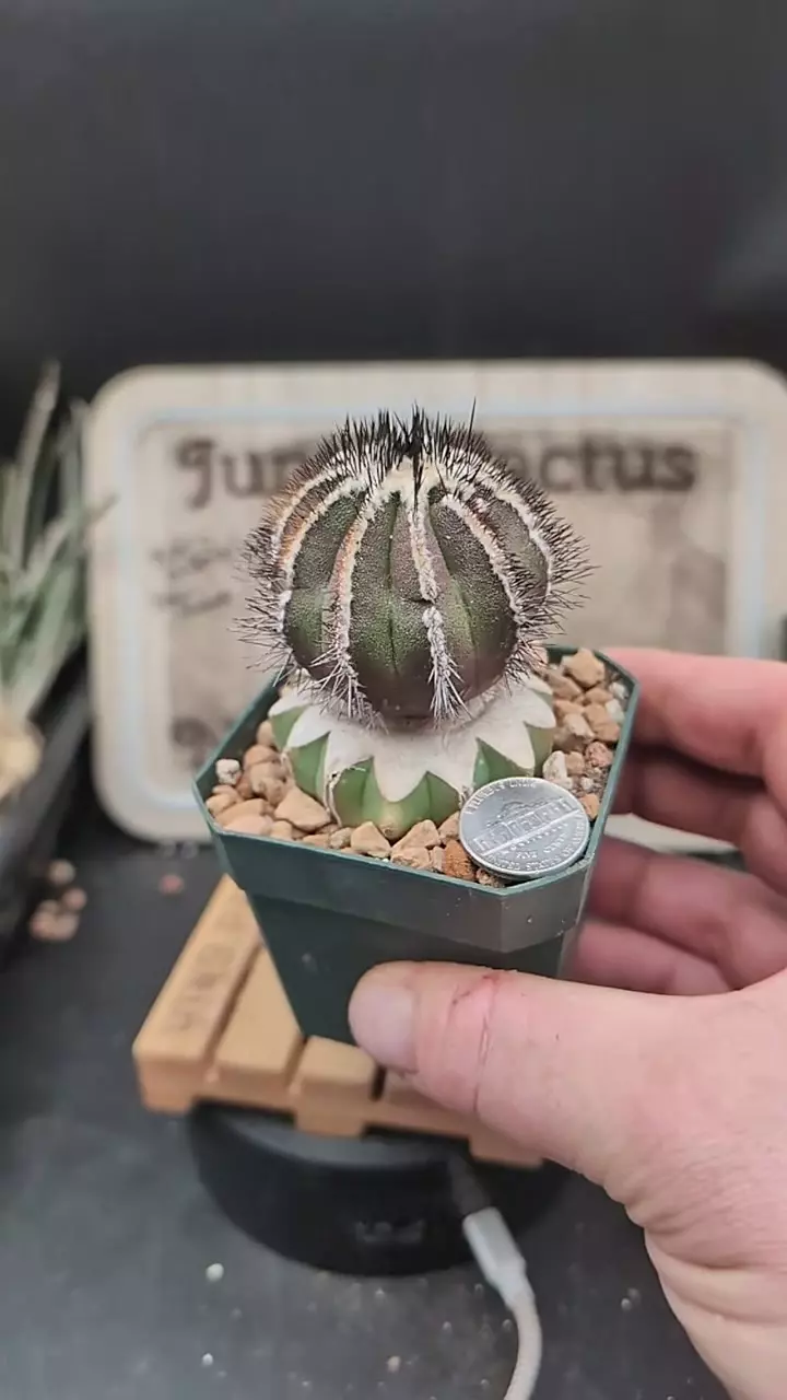r243 uebelmannia pectinifera on graft, 2.75" pot thumbnail