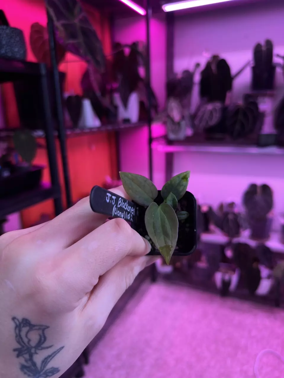 Justin Jones Blackened Tuna Clone thumbnail