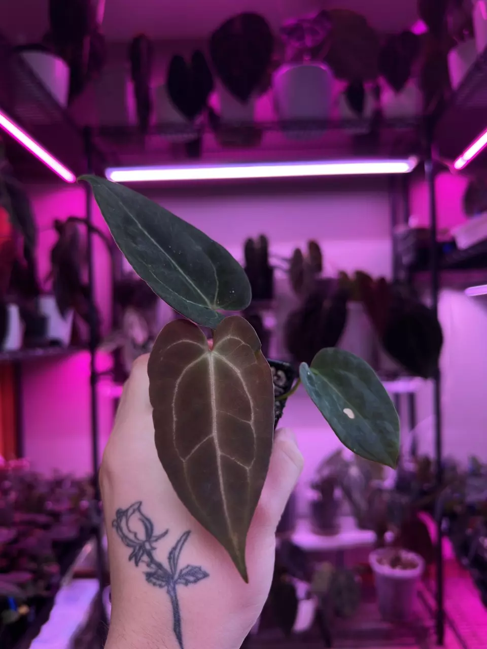 Wuhoo 1st Night x Tim’s Black #1 thumbnail