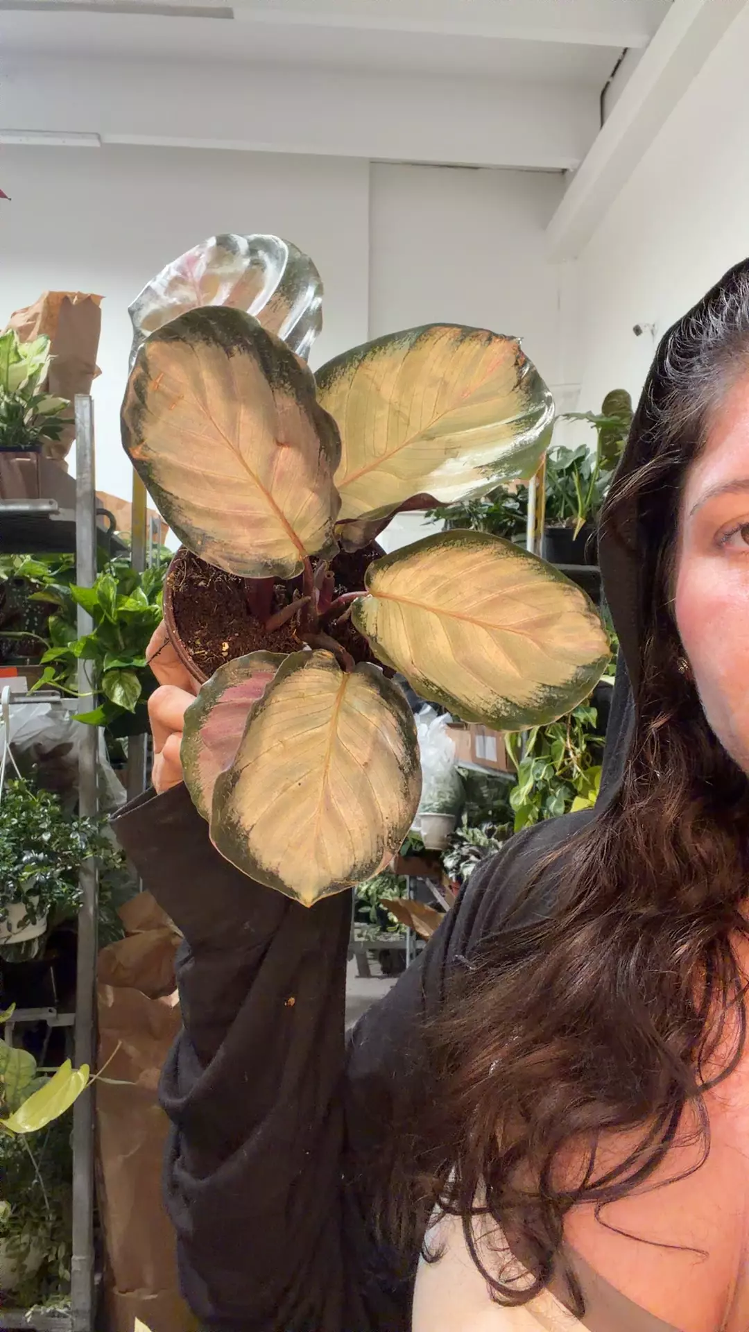 calathea rose thumbnail