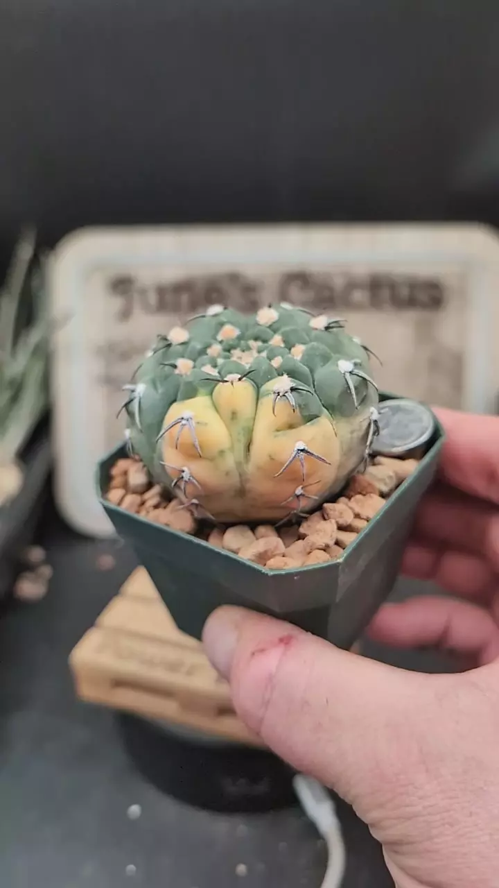 r336 variegated Gymno ocho 2.75" pot thumbnail