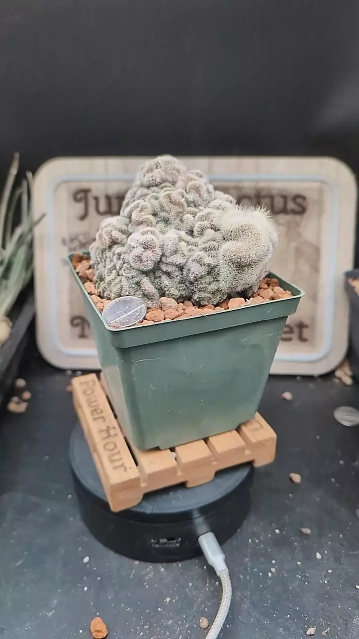 r261 mammillaria schiedeana crest 4" pot thumbnail