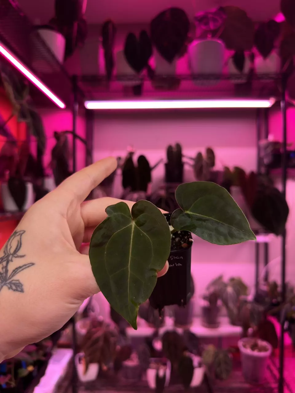 Rhino Skin X Pap Carla #2 thumbnail