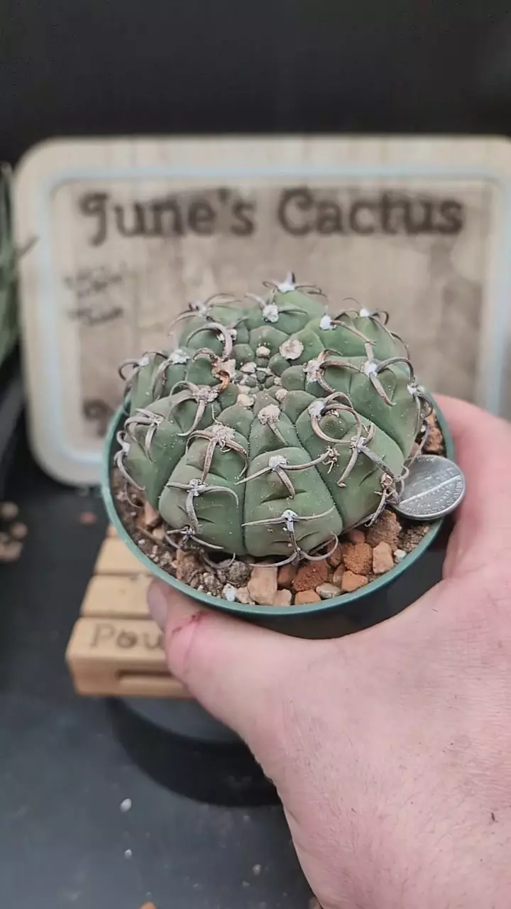 r264 Gymno super vatteri 4" pot thumbnail