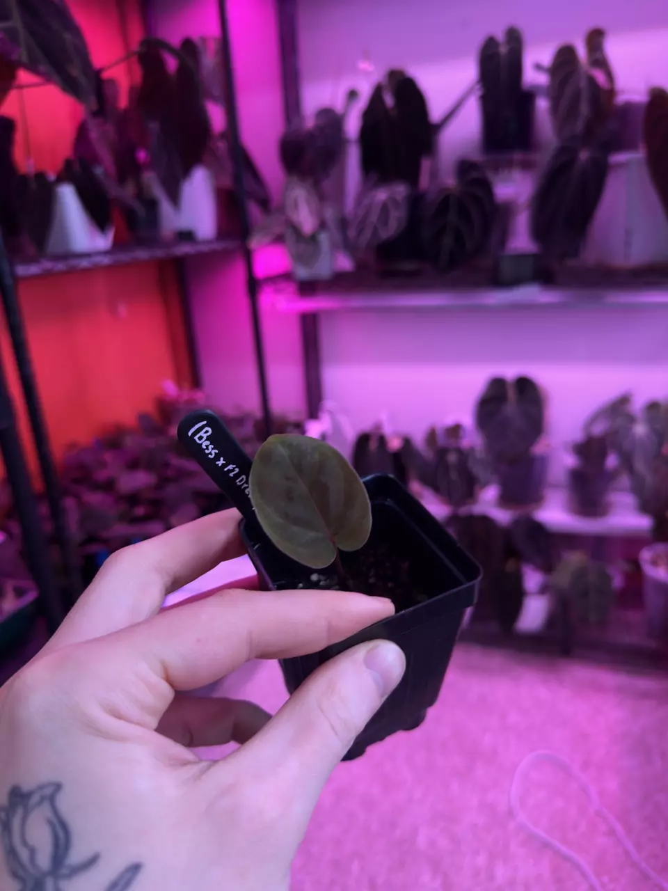 Bess x F2 Dress thumbnail