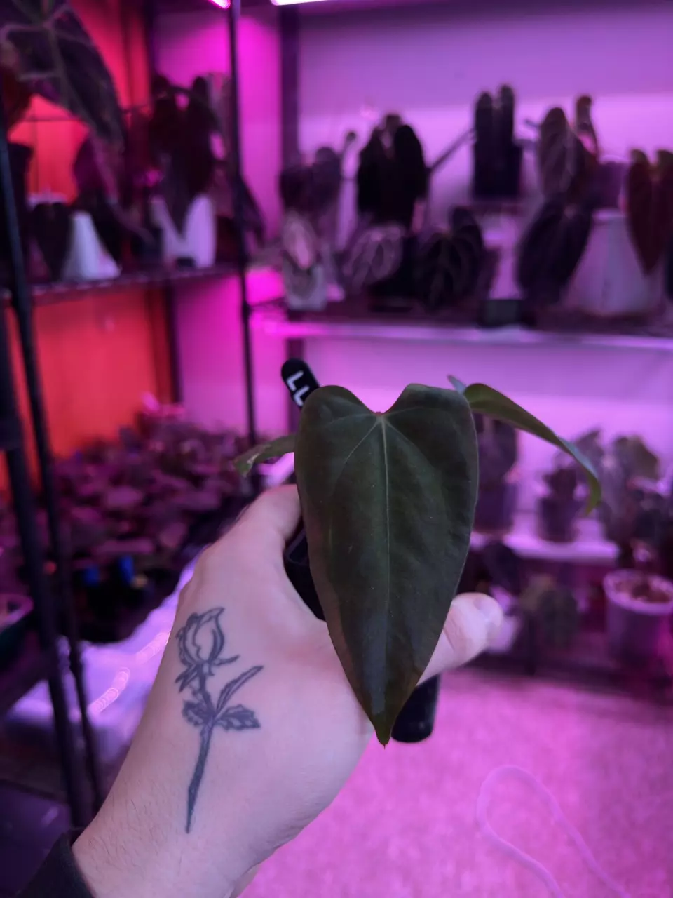 Long Long Bullet X Dorito Port (Clone) thumbnail