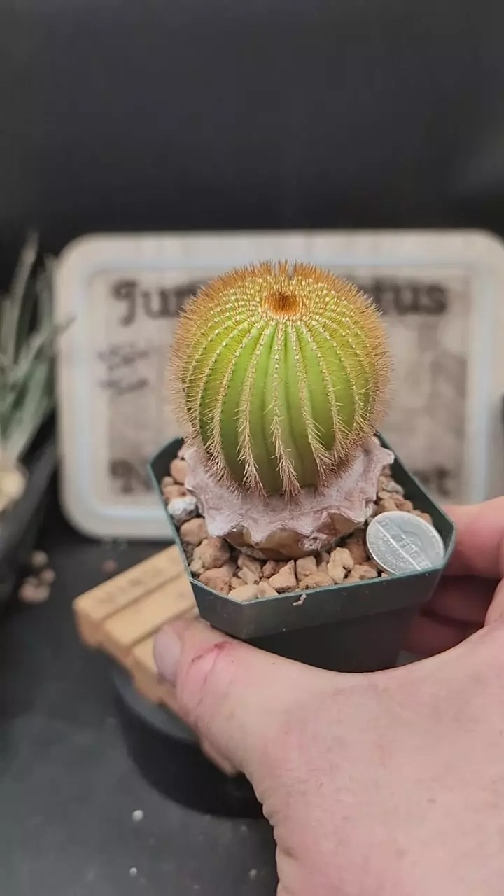 r244 uebelmannia eriocactoides on graft, 2.75" pot thumbnail
