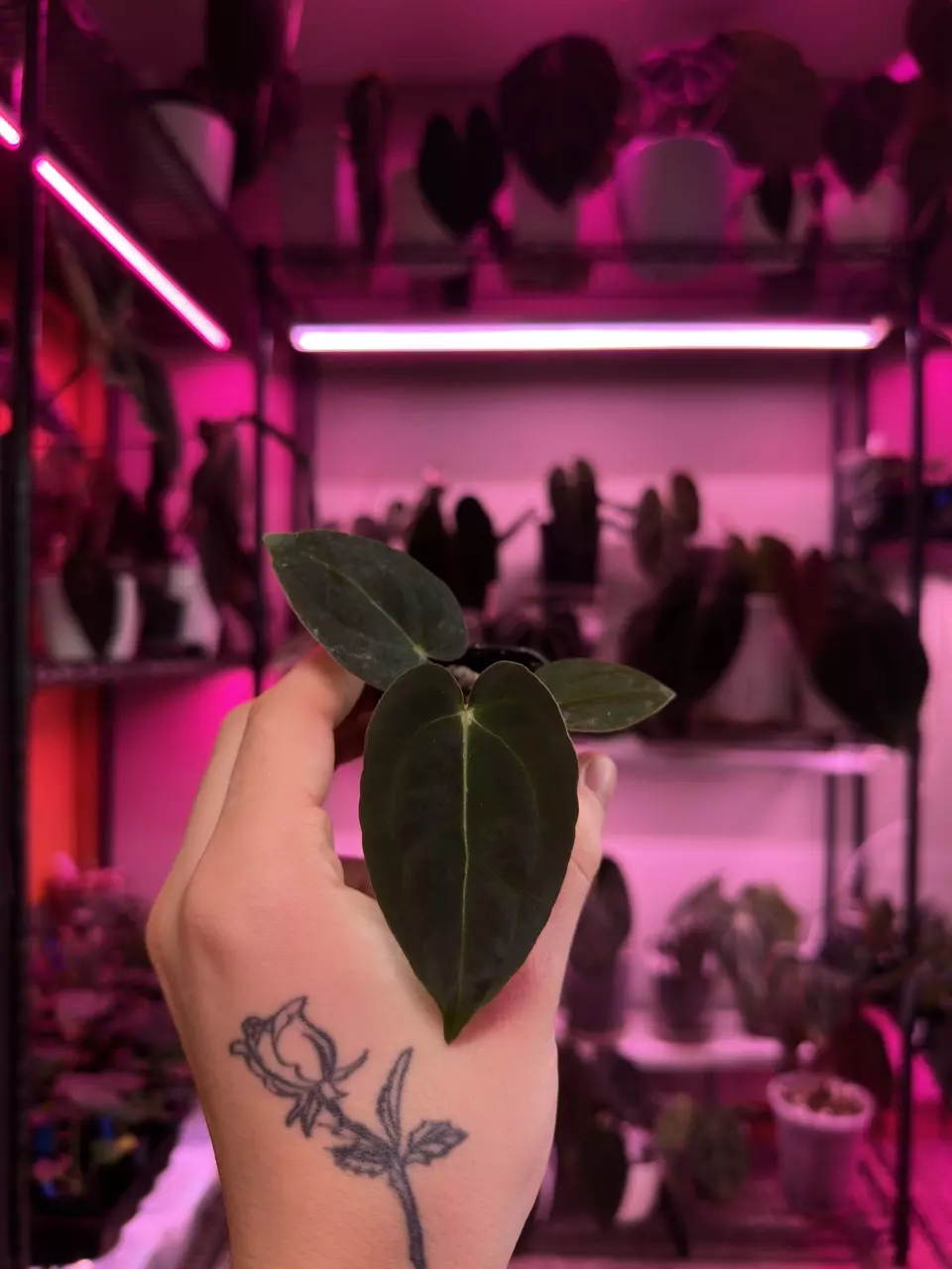 Rhino Skin x Pap Carla #1 thumbnail