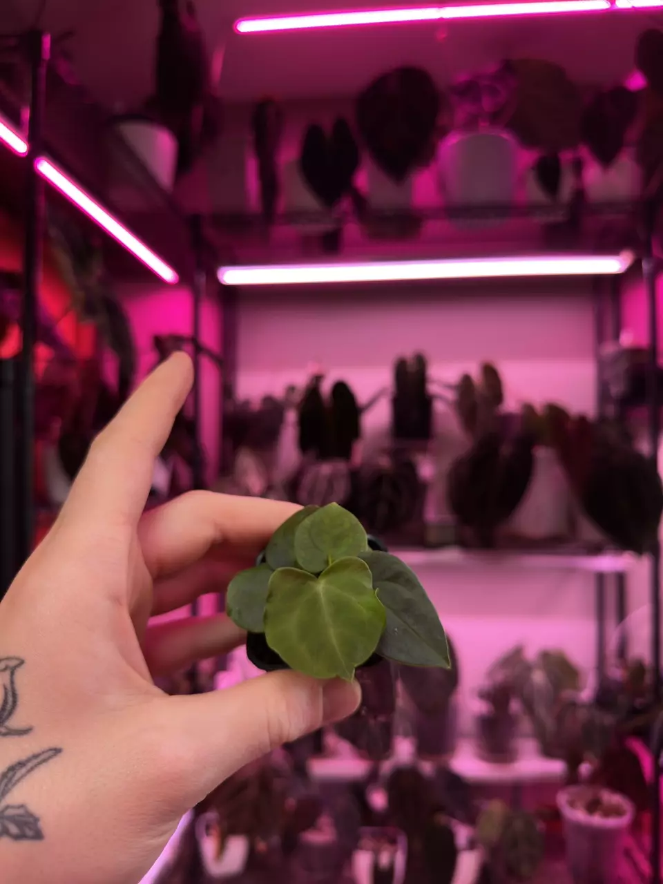 Black Pap x Pap Carla #2 thumbnail