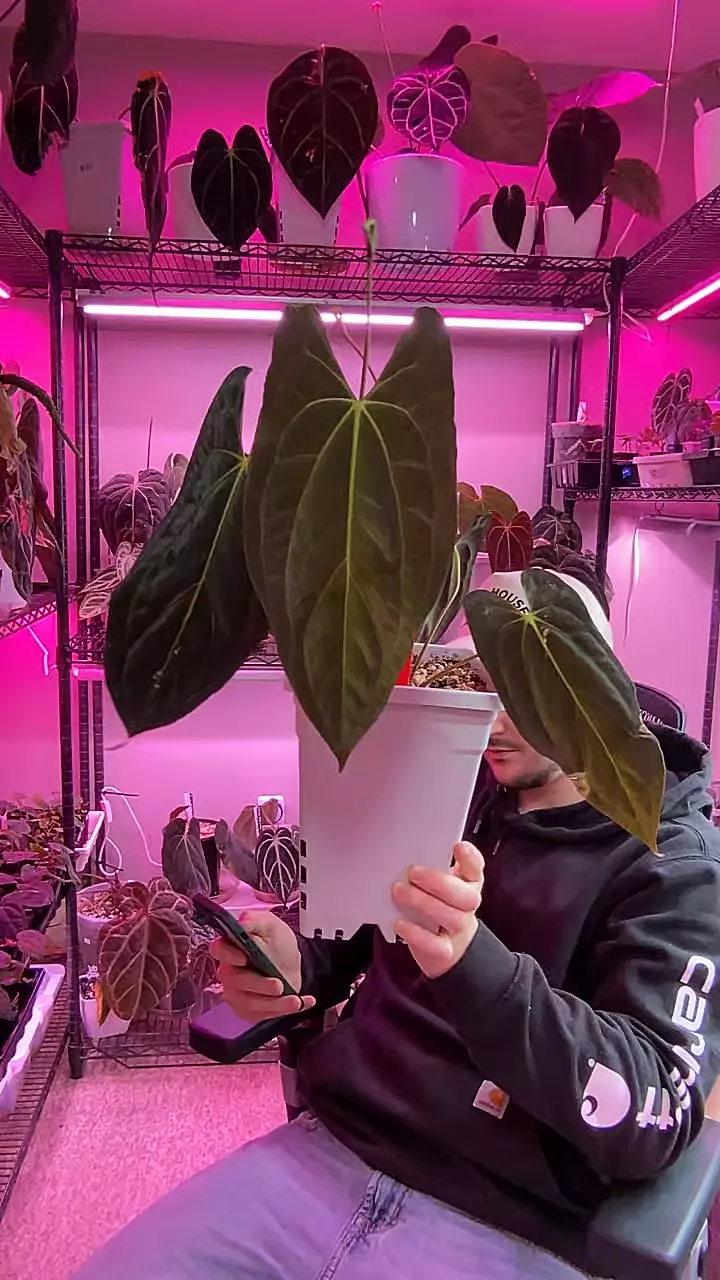 RLFS X RVDP thumbnail