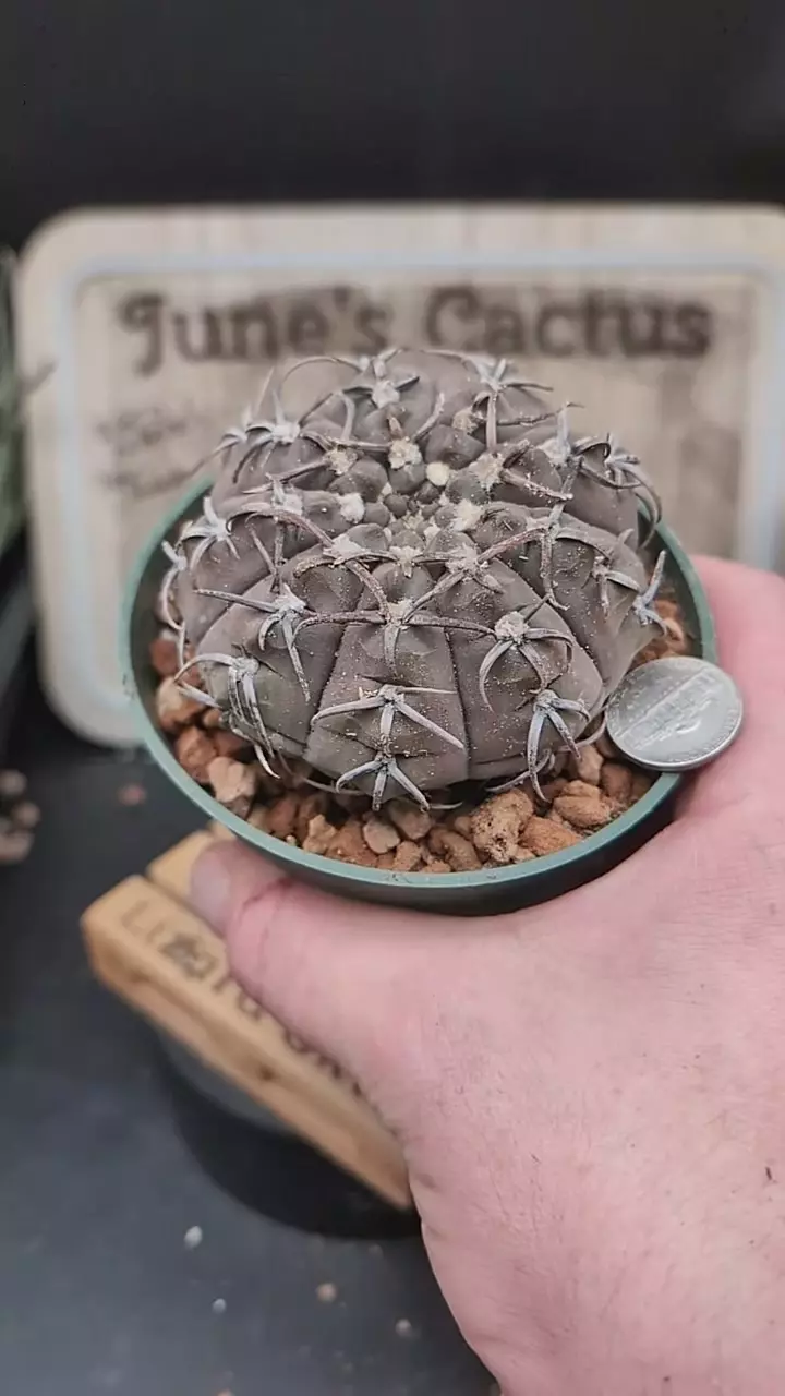 r265 Gymno super vatteri 4" pot thumbnail