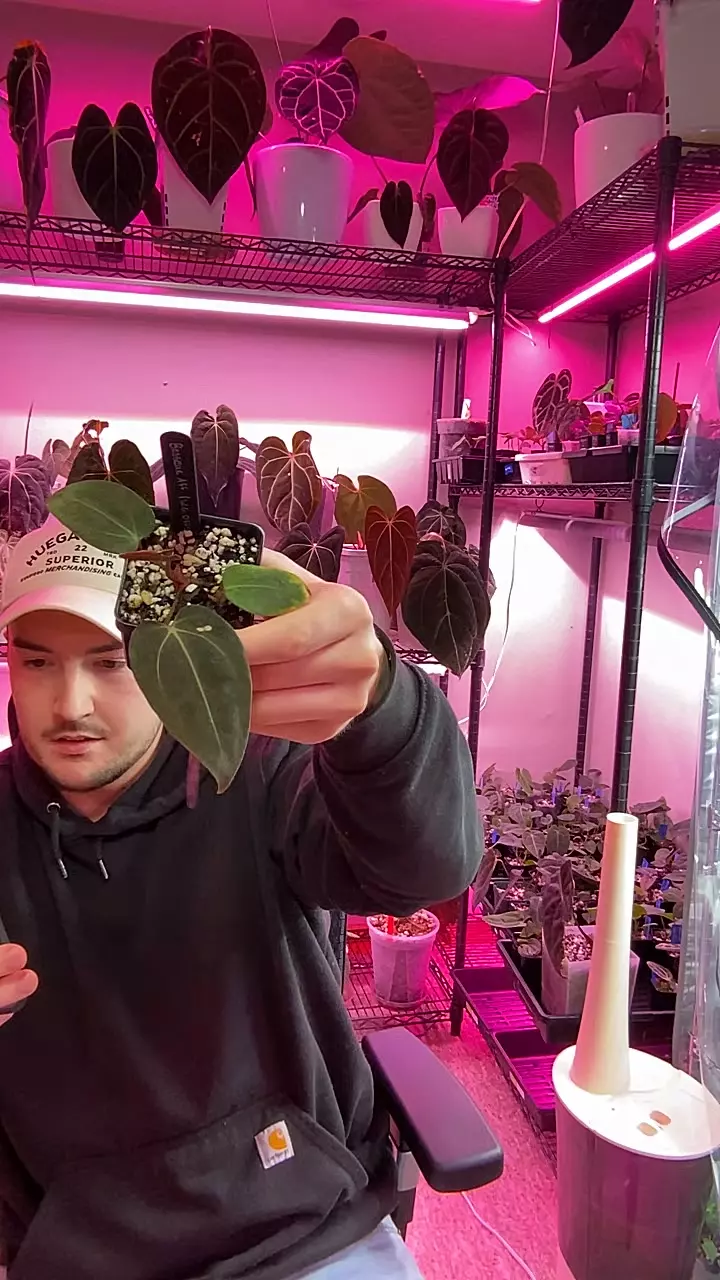 Bess Aff Red dot thumbnail