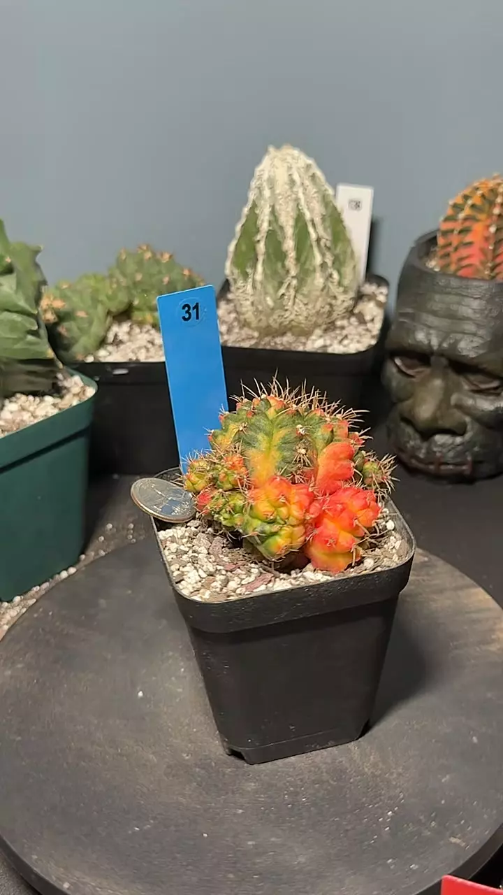 31 - High Var. Gymno Mihano w/ pups thumbnail