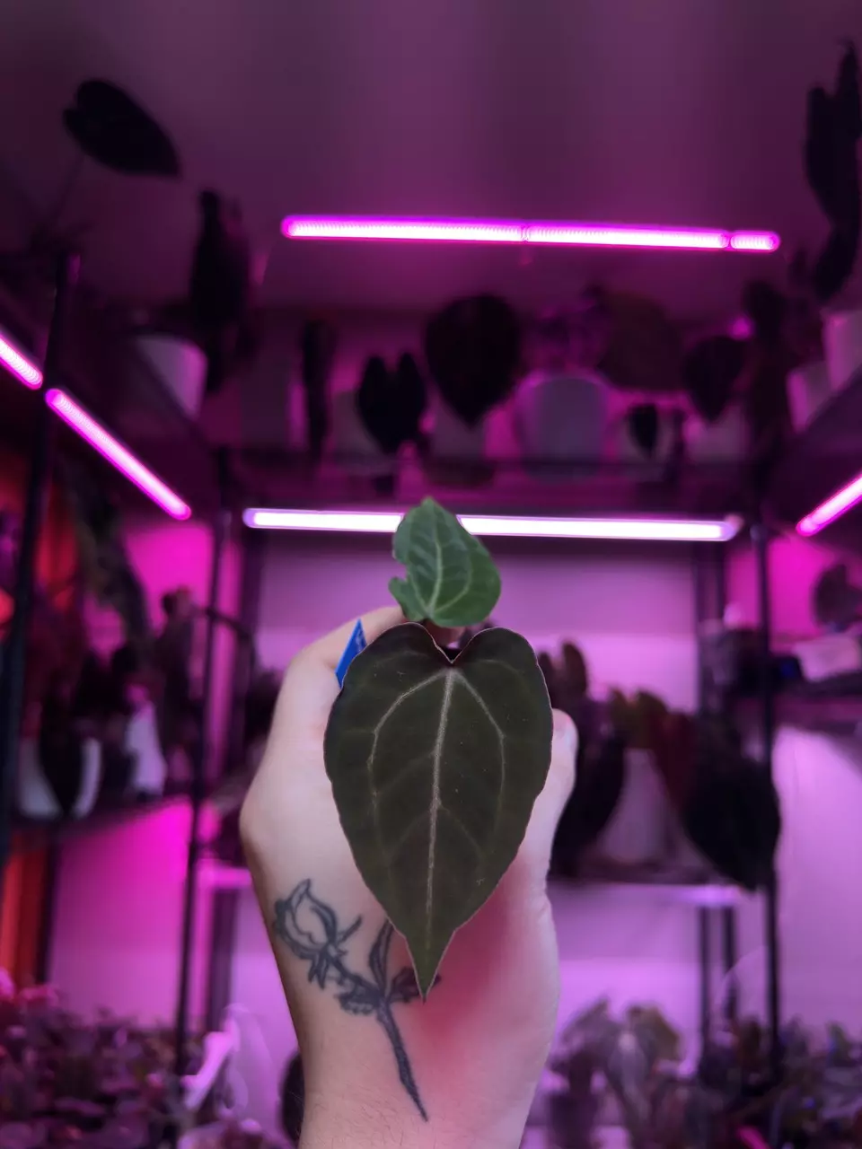 WuHoo 1st Night x SKG Bench thumbnail