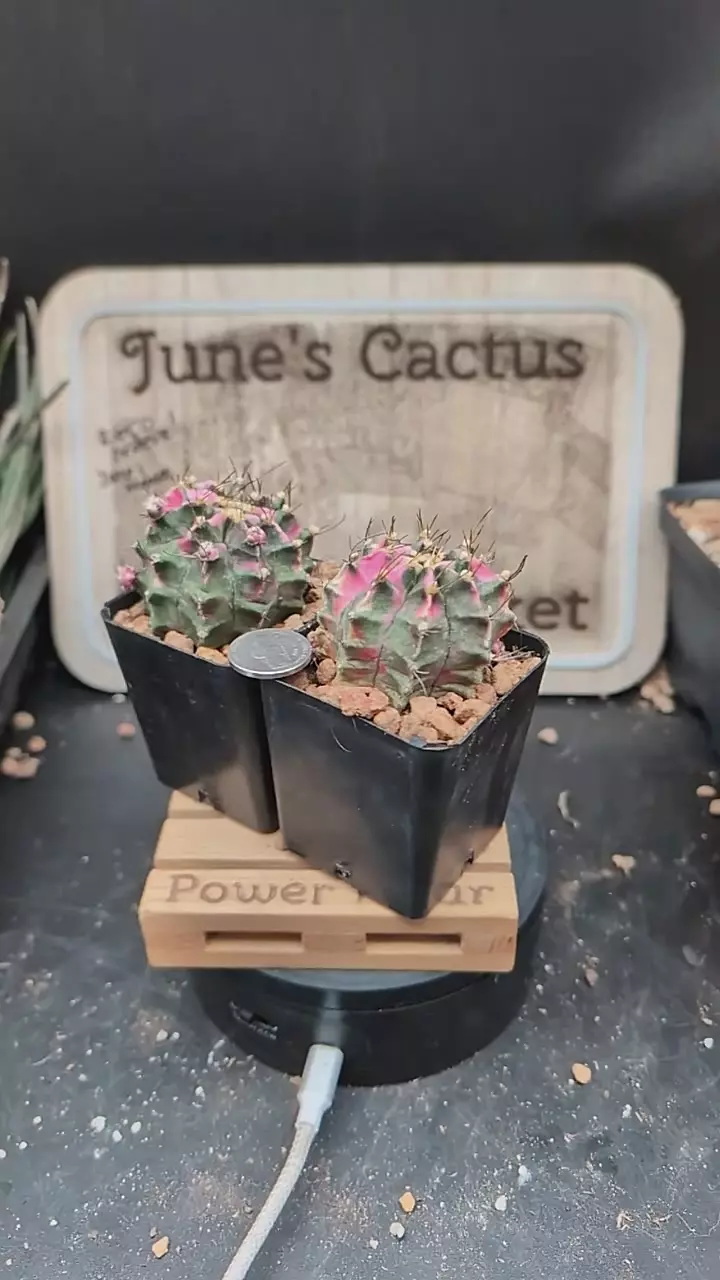 r443 Gymno cv pink diamond, 2.25" pot, gc thumbnail