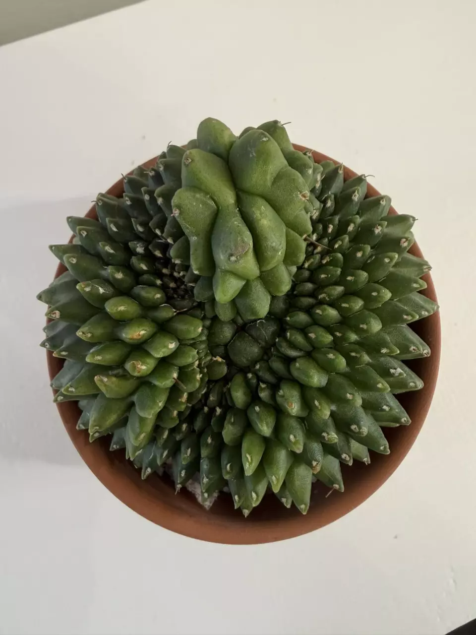 S63 Gymno Rocket thumbnail