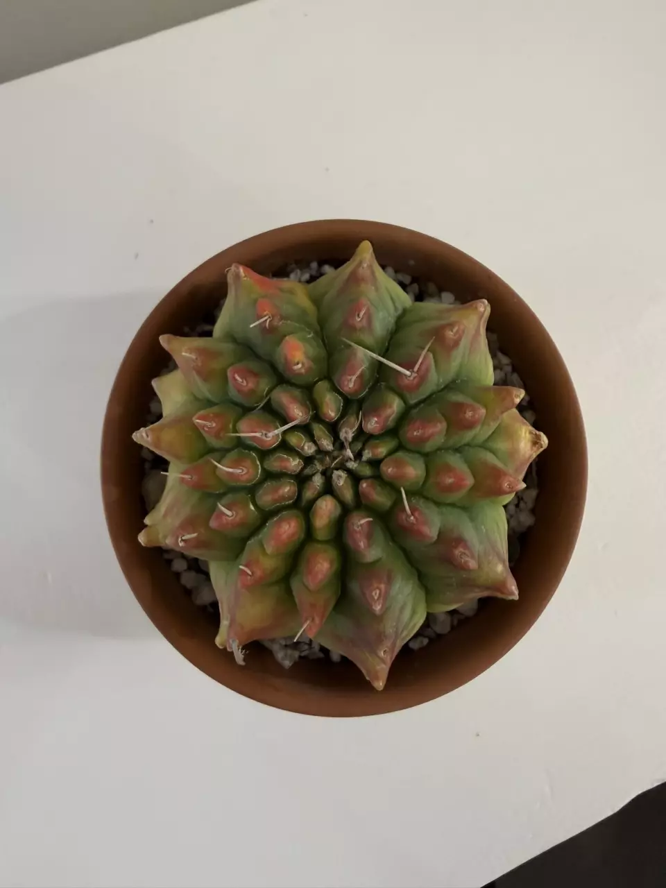 S55 Gymno Rocket thumbnail