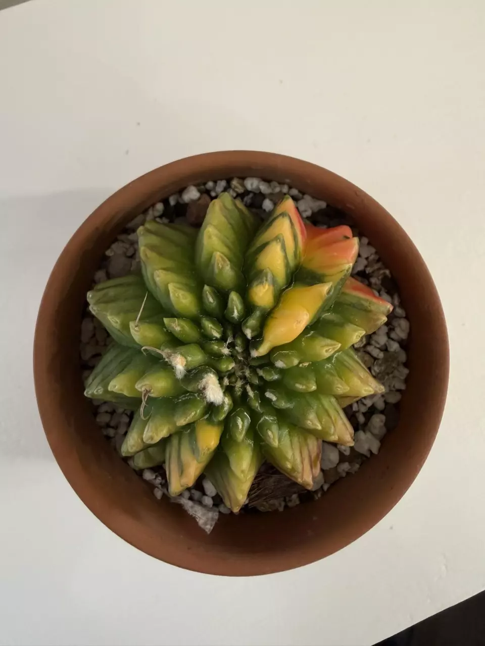 S62 Gymno Rocket thumbnail