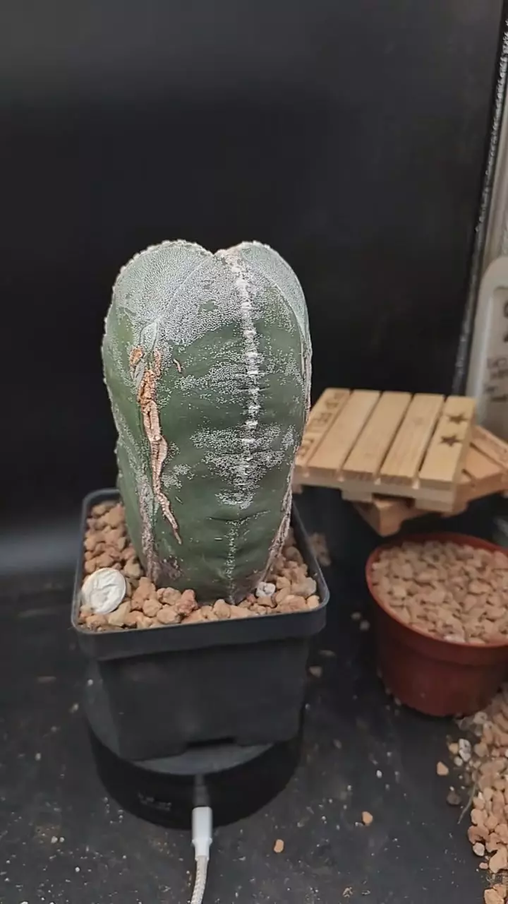 r454 big Astro myrio m, 3 ribbed, 7" tall thumbnail