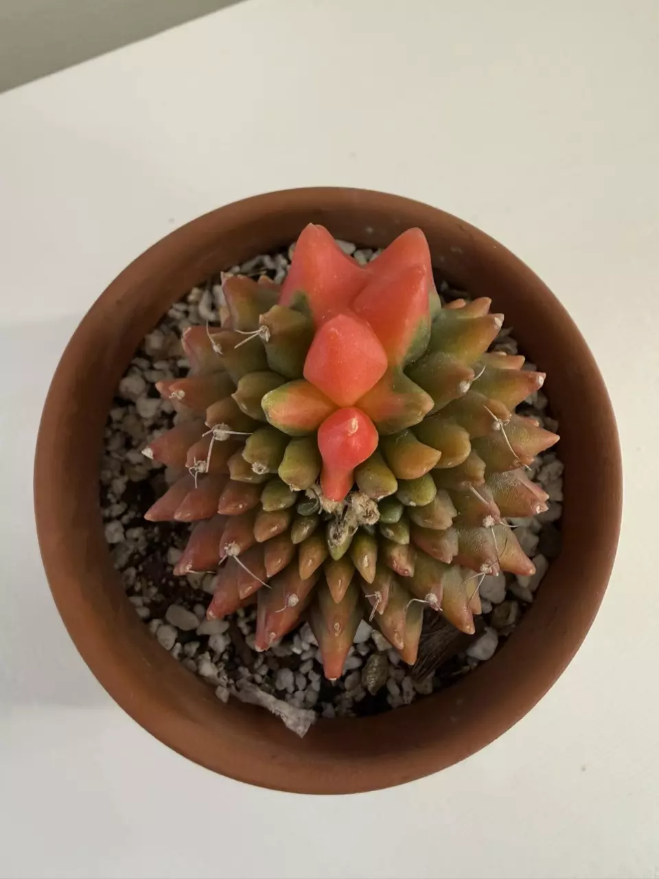 S61 Gymno Rocket thumbnail