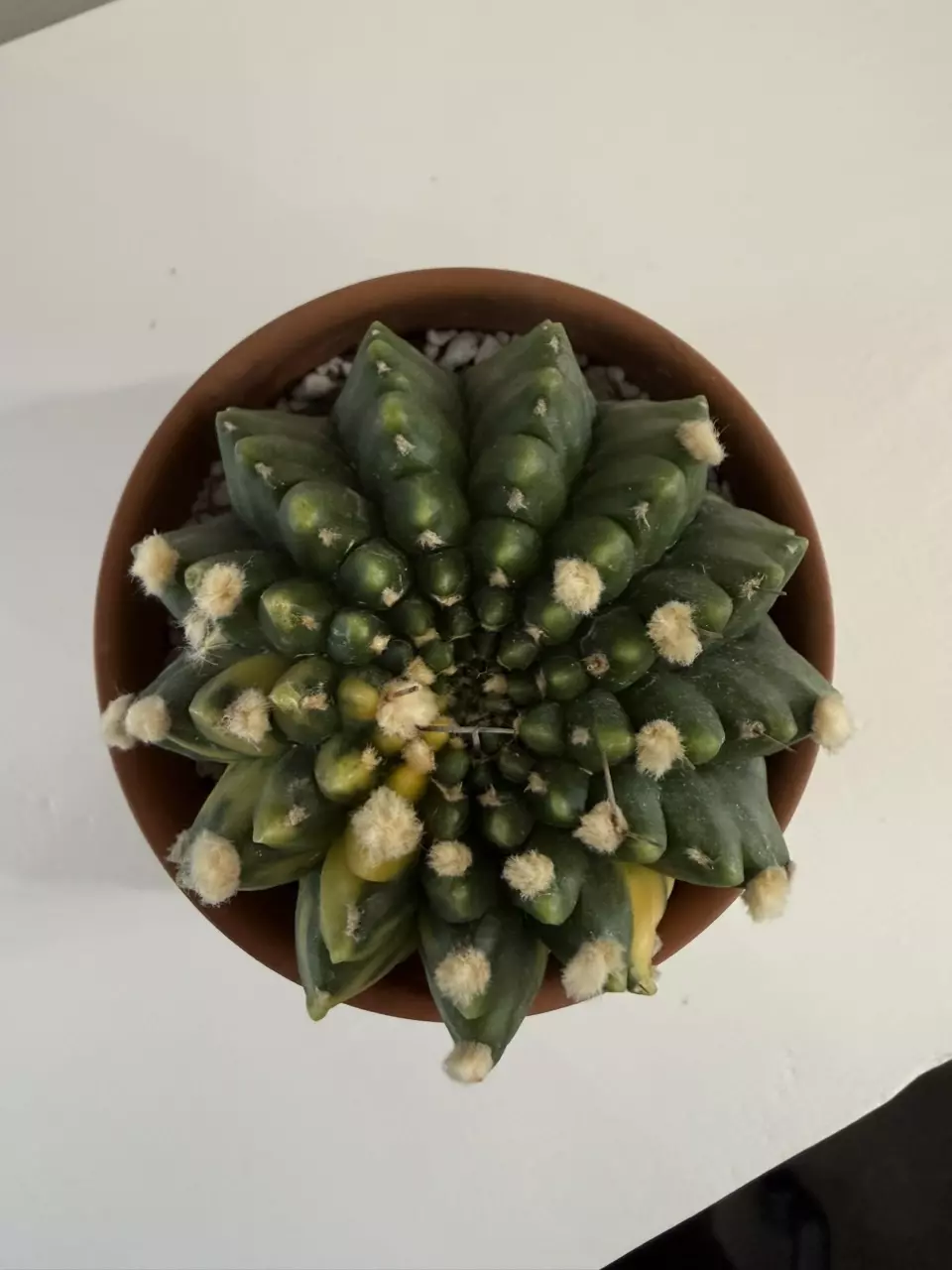 S59 Gymno Rocket thumbnail