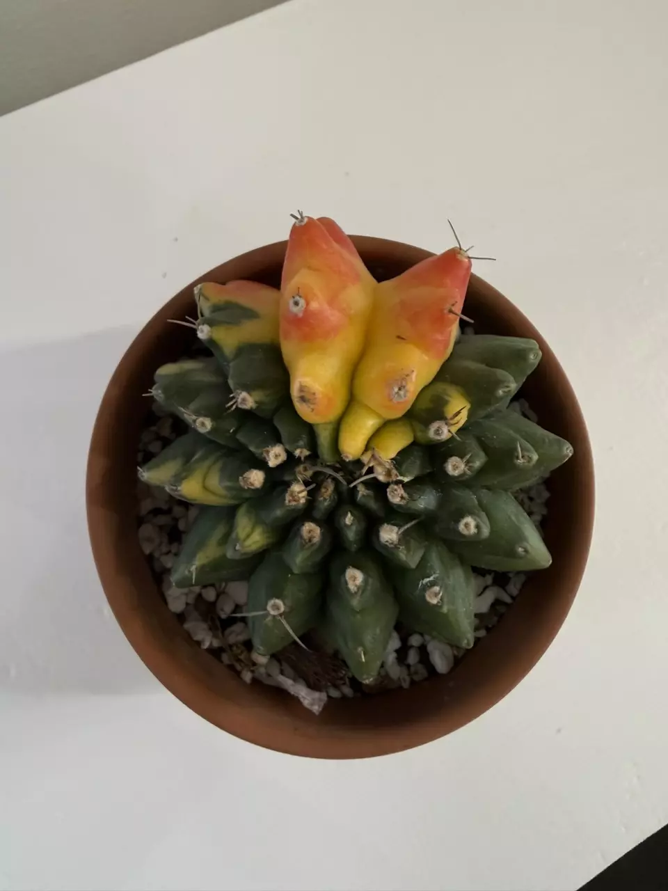 S64 Gymno Rocket thumbnail