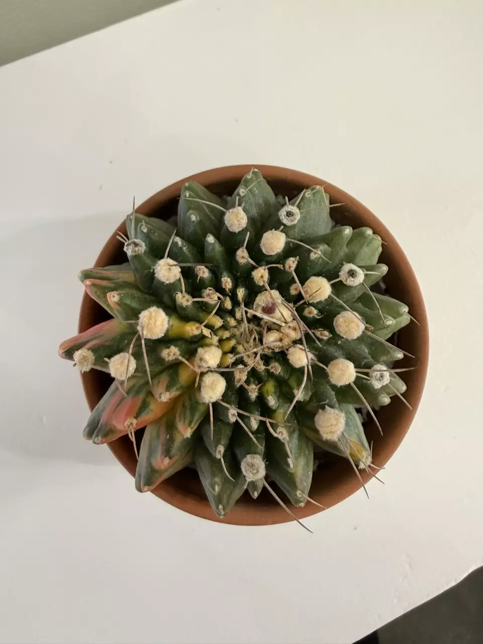 S56 Gymno Rocket Pushing Flowers thumbnail